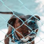 Hungry Dogs Run pictures for the podcast dog behind a fence