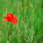 s4e10 - Dealing with Tall Poppy Syndrome